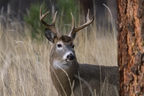 Thick-necked Whitetail Deer buck 