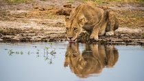Thirsty lioness Botswana Photo credit to Birger Strahl