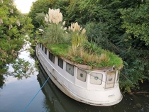 This abandoned boat is used as an garden 
