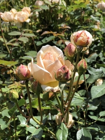 This beautiful fragrant roses 