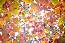 This colorful trees leaves look like brain synapses 
