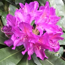 This early Rhododendron surprised me in the woods today Glorious blaze of colour