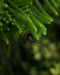 This gnarly looking spider on Lantau Island Hong Kong 