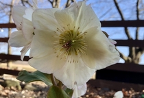 This hellebore Lenten rose is always the first perennial to bloom on my Michigan property  I love how it sticks out in a drab early spring landscape symbolizing how much more there is to come