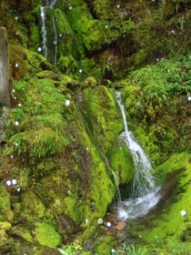This is a spring that flows year round on my parents property Oregon US 