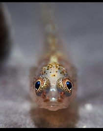 This is a Transparent Goby fish Pc underthesea