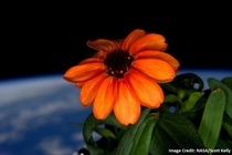 This is the first flower ever grown entirely in space