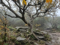This old crotchety tree  Craggy Pinnacle Asheville NC x