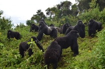 This  photo provided by the Dian Fossey Gorilla Fund shows a group of mountain gorillas in Rwandas Volcanoes National Park On Wednesday Nov   the International Union for Conservation of Nature updated the species status from critically endangered to endan