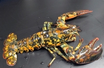 This photo provided by the New England Aquarium in Boston shows a rare calico lobster that could be a -in- million according to experts   Tony Lacasse via AP
