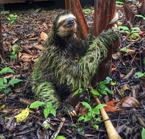 This sloth in Costa Rica OC