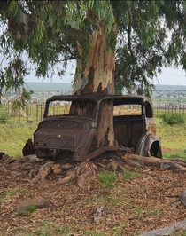 This tree in car I saw in South Africa on my way to Lesotho