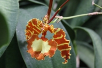 This unusual orchid was seized from smugglers at the San Diego International Airport Its currently housed with other illegally collected orchids ar the San Diego Zoo 