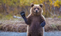 This wild young Coastal Alaskan Brown Bear stood up and made a waving motion to the photographer while feeding in a river 