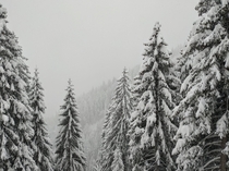 This winters heavy snow in Madonna di Campiglio Italian Dolomites 
