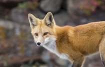 Those eyes Focused red fox that hunts near my house Vulpes vulpes 
