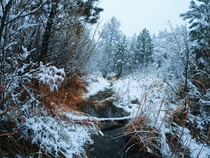 Three days later after a rare snowfall Ive returned to Pine Creek Canyon Las Vegas OC x