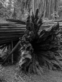 Three Dimensions Jedediah Smith Redwoods State Park Del Norte County California 