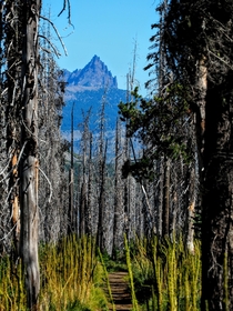 Three Fingered Jack viewed from the Pacific Crest Trail in Oregon 