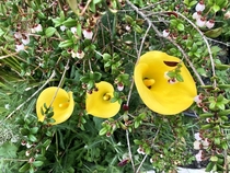 Three friends Calla lilies in Riwaka NZ