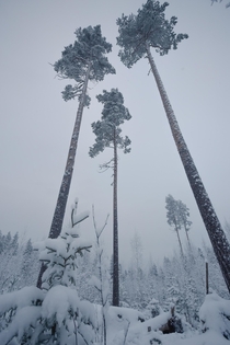 Three huge pine trees towering in a small forest clearing Central Finland 