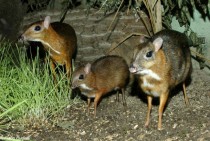 Three Java mouse-deer Tragulus javanicus 