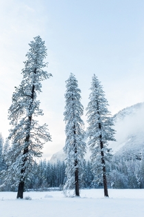Three Lonesome Pines - Yosemite CA 