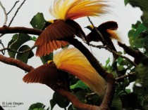 Three male Greater Birds of Paradise displaying on a tree Irian Jaya New Guinea 