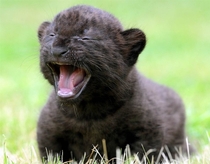 Three-week-old black panther cub 
