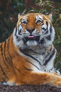 Tiger blep Photo credit to Andy Holmes