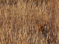 Tiger Brahmaputra Valley 