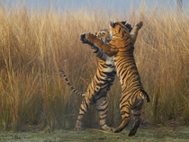 Tiger cubs play-fighting India photo by Souvik Kundu