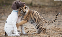Tiger Hugs Puppy 