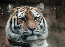 Tiger Panthera tigris  - Amersfoort Zoo Netherlands
