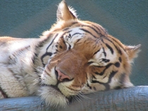 Tiger Panthera tigris - Secret Garden Las Vegas USA 