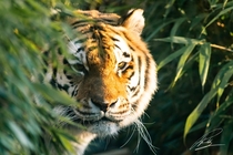 Tiger peeking behind a bush OC  prabhy_b wwwprabhycouk