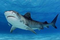 Tiger Shark Galeocerdo cuvier in shallow water 