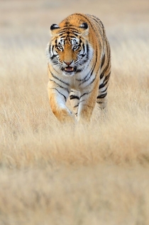 Tiger stalking