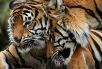 Tigers - Panthera tigris 