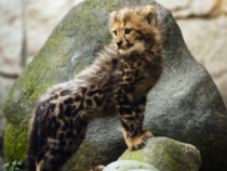 Tiny King prince Cheetah Acinonyx jubatus  - Tama Zoological Park Tokyo