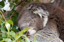 Tired Koala Phascolarctos cinereus x 