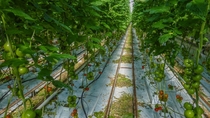 Tomatos growing in a Westland greenhouse 