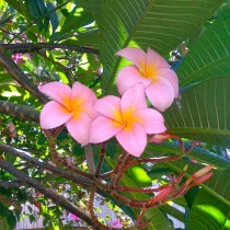 Took a quick snap of some plumeria blossoms Plumeria sp on my phone to show a friend 