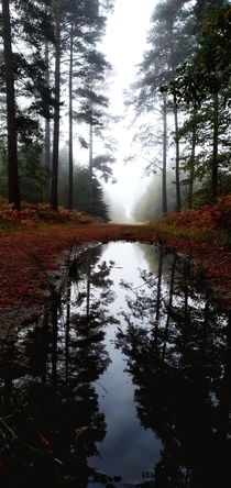 Took this while cycling in Swindley forest in the UK on a misty morning x 