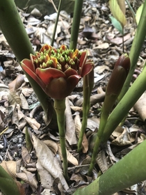 Torches Tulip Ginger Etlingera hemisphaerica 