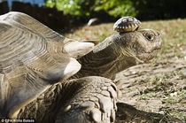 Tortoise with her  day old son 