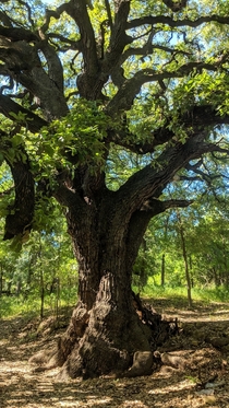 Towering Oak in San Antonio Tx 