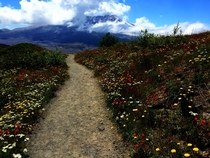 Trail at Mt St Helens yesterday hastily taken on my iPhone during a wonderful hike with my daughter  x