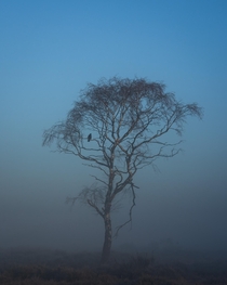 Tree bird on a cold foggy morning around sunrise The Netherlands 