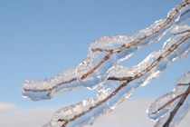 Tree branch completely covered in freezing rain in La Malbaie Quebec by Nicolas M Perrault 